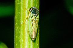 Bucephalogonia xanthophis