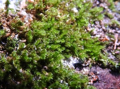 Leucodontaceae
