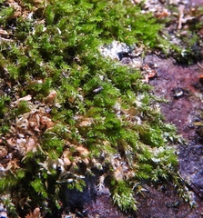 Leucodontaceae