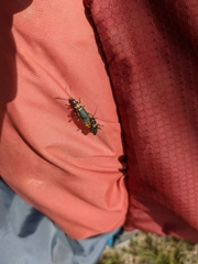 Chauliognathus tricolor