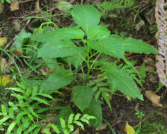 Lobelia physaloides