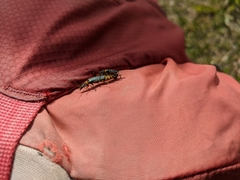 Chauliognathus tricolor