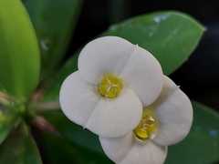 Euphorbia milii