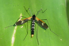 Hexatoma plumbicincta