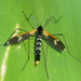 Eriocera - Photo 由 Jacky CUDON 所上傳的 (c) Jacky CUDON，保留部份權利CC BY-NC