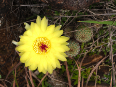 Parodia tenuicylindrica