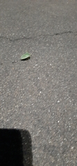 Pentatomidae