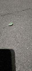 Pentatomidae