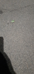 Pentatomidae