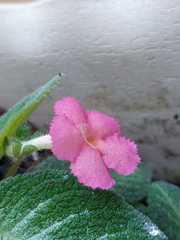 Episcia