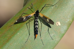 Hexatoma plumbicincta