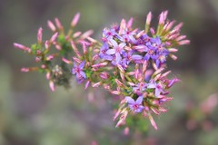 Calytrix leschenaultii