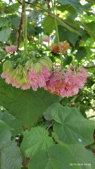 Dombeya wallichii
