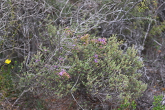 Calytrix leschenaultii