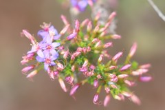 Calytrix leschenaultii