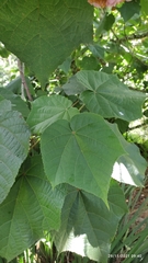 Dombeya wallichii
