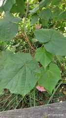 Dombeya wallichii