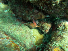 Triplofusus princeps