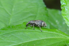 Atactogaster
