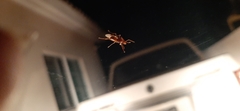 Camponotus hannani