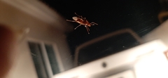 Camponotus hannani