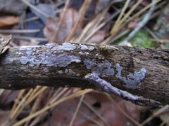 Corticium roseocarneum