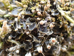 Scytinium dactylinum