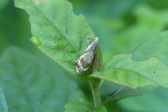 Gasteroclisus