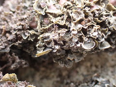 Scytinium dactylinum