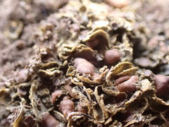 Scytinium dactylinum