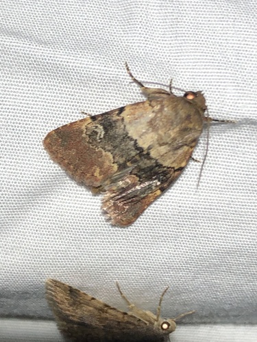 Tricolored Properigea