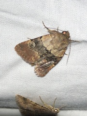 Properigea continens