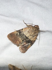 Properigea continens