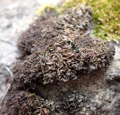 Scytinium dactylinum
