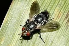 Copecrypta ruficauda