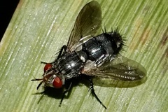 Copecrypta ruficauda