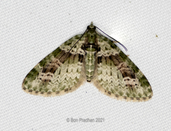Chloroclystis rubroviridis