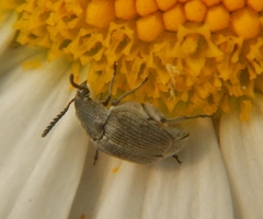 Acanthoscelides