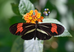 Heliconius besckei