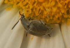 Acanthoscelides