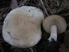 Tricholoma odorum