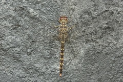 Bradinopyga strachani