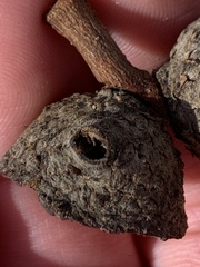 Callirhytis glandulus