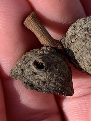 Callirhytis glandulus