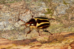 Pelidnota liturella
