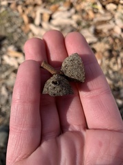 Callirhytis glandulus