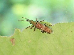 Rhicnobelus metallicus