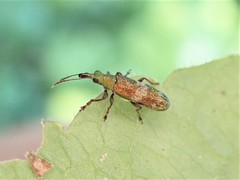 Rhicnobelus metallicus