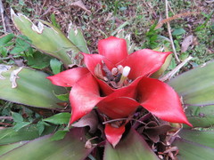 Nidularium innocentii