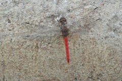 Bradinopyga strachani